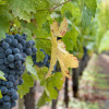 wine grape clusters ready for harvest taken in mid october Napa Valley wine country